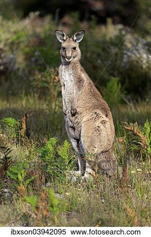 Stock Photography - "Eastern Grey Kangaroo (Macropus giganteus), adult, Wilsons Promontory National Park, Victoria, Australia, Oceania". Fotosearch
