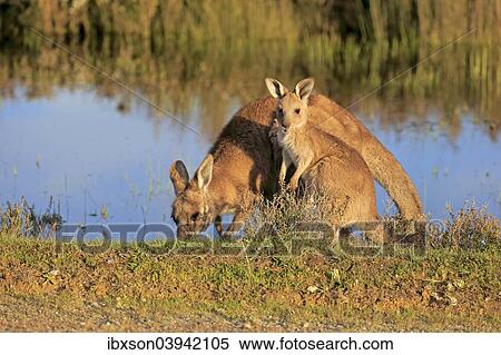 "Eastern Grey Kangaroo (Macropus giganteus) female with joey, at the water, Wilsons Promontory National Park, Victoria, Australia, Oceania" View Large Photo Image Stock Photography - "Eastern Grey Kangaroo (Macropus giganteus) female with joey, at the water, Wilsons Promontory National Park, Victoria, Australia, Oceania". Fotosearch