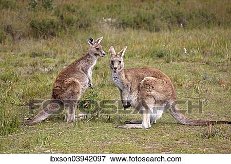 "Eastern Grey kangaroos (Macropus giganteus), adult, pair, Wilsons Promontory National Park, Victoria, Australia, Oceania" View Large Photo Image Stock Photo - "Eastern Grey kangaroos (Macropus giganteus), adult, pair, Wilsons Promontory National Park, Victoria, Australia, Oceania". Fotosearch