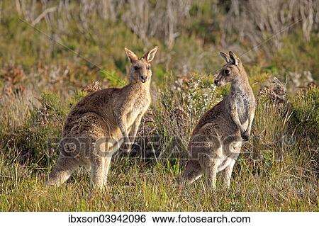 "Eastern Grey kangaroos (Macropus giganteus), adult, pair, Wilsons Promontory National Park, Victoria, Australia, Oceania" View Large Photo Image Stock Photograph - "Eastern Grey kangaroos (Macropus giganteus), adult, pair, Wilsons Promontory National Park, Victoria, Australia, Oceania". Fotosearch