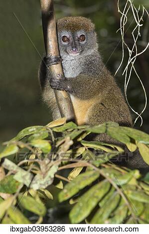 "Eastern Lesser Bamboo Lemur (Hapalemur griseus), Andasibe-Mantadia National Park, Madagascar, Africa" View Large Photo Image Stock Photograph - "Eastern Lesser Bamboo Lemur (Hapalemur griseus), Andasibe-Mantadia National Park, Madagascar, Africa". Fotosearch