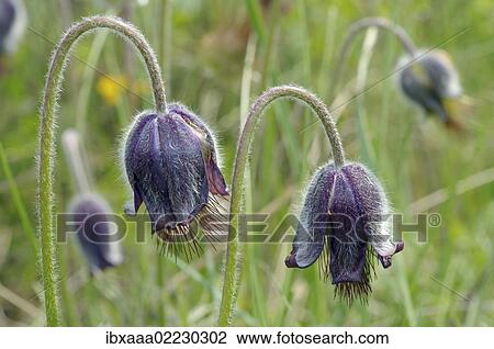 "Eastern pasqueflower (Pulsatilla patens), Ukraine, Eastern Europe, Europe" View Large Photo Image Stock Image - "Eastern pasqueflower (Pulsatilla patens), Ukraine, Eastern Europe, Europe". Fotosearch