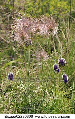 "Eastern pasqueflower (Pulsatilla patens), Ukraine, Eastern Europe, Europe" View Large Photo Image Stock Photograph - "Eastern pasqueflower (Pulsatilla patens), Ukraine, Eastern Europe, Europe". Fotosearch