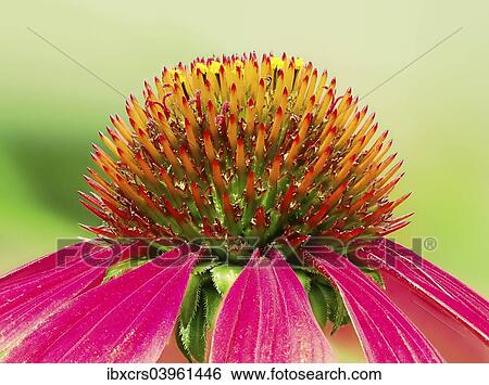 "Eastern Purple Coneflower (Echinacea purpurea), closeup of the blossom" View Large Photo Image Stock Photograph - "Eastern Purple Coneflower (Echinacea purpurea), closeup of the blossom". Fotosearch