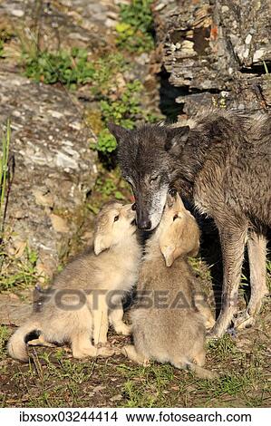 Picture - "Eastern Wolf (Canis lupus), female with a begging pups, eight weeks, captive, Montana, United States, North America". Fotosearch