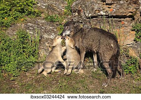 "Eastern Wolf (Canis lupus), female with a begging pups, eight weeks, captive, Montana, United States, North America" View Large Photo Image Picture - "Eastern Wolf (Canis lupus), female with a begging pups, eight weeks, captive, Montana, United States, North America". Fotosearch