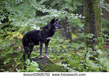 Stock Image - "Eastern Wolf (Canis lupus lycaon), adult, captive, Eifel, Germany, Europe". Fotosearch