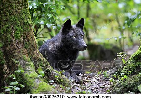 "Eastern Wolf (Canis lupus lycaon), adult, captive, Eifel, Germany, Europe" View Large Photo Image Stock Image - "Eastern Wolf (Canis lupus lycaon), adult, captive, Eifel, Germany, Europe". Fotosearch