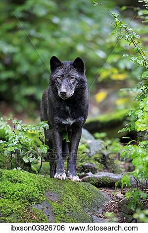 "Eastern Wolf (Canis lupus lycaon), adult, captive, Eifel, Germany, Europe" View Large Photo Image Stock Photograph - "Eastern Wolf (Canis lupus lycaon), adult, captive, Eifel, Germany, Europe". Fotosearch