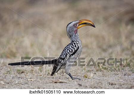 "Eastern Yellow-billed Hornbill (Tockus flavirostris), Hwange National Park, Zimbabwe, Africa" View Large Photo Image Stock Image - "Eastern Yellow-billed Hornbill (Tockus flavirostris), Hwange National Park, Zimbabwe, Africa". Fotosearch