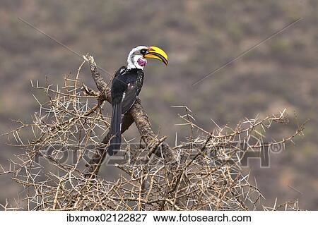 "Eastern Yellow-billed Hornbill (Tockus flavirostris), Samburu National Reserve, Kenya, East Africa, PublicGround, Africa" View Large Photo Image Stock Photo - "Eastern Yellow-billed Hornbill (Tockus flavirostris), Samburu National Reserve, Kenya, East Africa, PublicGround, Africa". Fotosearch
