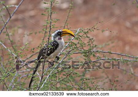 "Eastern Yellow-billed Hornbill (Tockus flavirostris), Samburu National Reserve, Kenya, East Africa, Africa, PublicGround, Africa" View Large Photo Image Stock Photo - "Eastern Yellow-billed Hornbill (Tockus flavirostris), Samburu National Reserve, Kenya, East Africa, Africa, PublicGround, Africa". Fotosearch