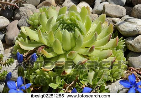 "Echeveria (Echeveria minima), succulent plant with hairy leaves, in a rock garden" View Large Photo Image Stock Photography - "Echeveria (Echeveria minima), succulent plant with hairy leaves, in a rock garden". Fotosearch
