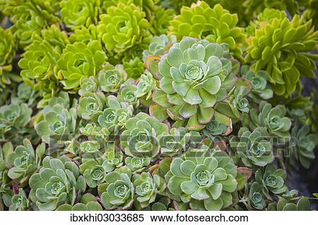"Echeveria (Echeveria sp. ), succulent, The Lost Gardens of Heligan, Cornwall, England, United Kingdom, Europe" View Large Photo Image Stock Photography - "Echeveria (Echeveria sp. ), succulent, The Lost Gardens of Heligan, Cornwall, England, United Kingdom, Europe". Fotosearch
