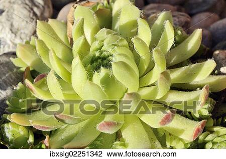 "Echeveria species (Echeveria minima), succulent plant with hairy leaves" View Large Photo Image Stock Image - "Echeveria species (Echeveria minima), succulent plant with hairy leaves". Fotosearch