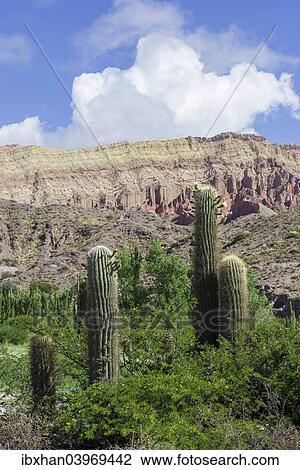"Echinopsis atacamensis cacti, Tilcara, Jujuy Province, Argentina, South America" View Large Photo Image Stock Image - "Echinopsis atacamensis cacti, Tilcara, Jujuy Province, Argentina, South America". Fotosearch