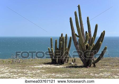 "Echinopsis cactus (Echinopsis sp. ) on the beach, Jijoca de Jericoacoara, Ceara, Brazil, South America" View Large Photo Image Stock Image - "Echinopsis cactus (Echinopsis sp. ) on the beach, Jijoca de Jericoacoara, Ceara, Brazil, South America". Fotosearch