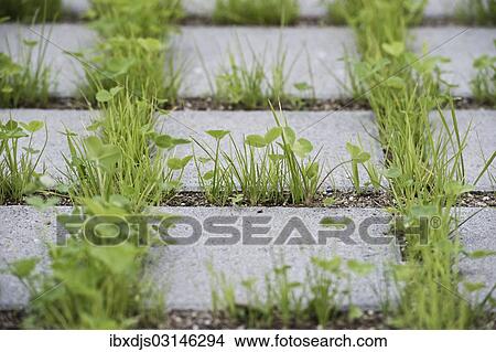 Picture - "Eco-friendly paving of a parking lot with clover and grass, Germany, Europe". Fotosearch