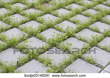 "Eco-friendly paving of a parking lot with clover and grass, Germany, Europe" View Large Photo Image Stock Image - "Eco-friendly paving of a parking lot with clover and grass, Germany, Europe". Fotosearch