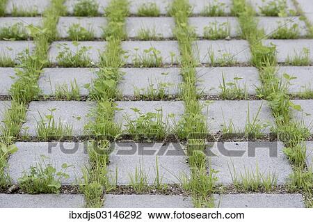 Stock Image - "Eco-friendly paving of a parking lot with clover and grass, Germany, Europe". Fotosearch