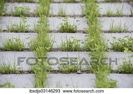 Stock Image - "Eco-friendly paving of a parking lot with clover and grass, Germany, Europe". Fotosearch