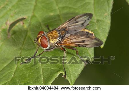 "Ectophasia oblonga, Tachinid fly, Baden-Wurttemberg, Germany, Europe" View Large Photo Image Picture - "Ectophasia oblonga, Tachinid fly, Baden-Wurttemberg, Germany, Europe". Fotosearch