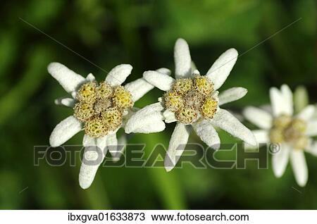 Stock Image - Edelweiss (Leontopodium alpinum Cass. ). Fotosearch