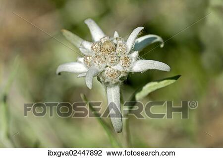 Edelweiss (Leontopodium alpinum Cass. ) View Large Photo Image Stock Image - Edelweiss (Leontopodium alpinum Cass. ). Fotosearch