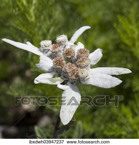 "Edelweiss (Leontopodium alpinum), North Rhine-Westphalia, Germany, Europe" View Large Photo Image Stock Photo - "Edelweiss (Leontopodium alpinum), North Rhine-Westphalia, Germany, Europe". Fotosearch