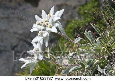 Stock Photo - Edelweiss (Leontopodium alpinum). Fotosearch