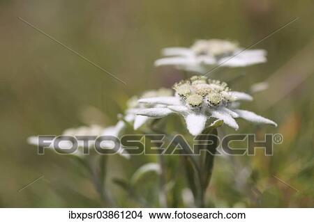 "Edelweiss (Leontopodium nivale), Tyrol, Austria, Europe" View Large Photo Image Picture - "Edelweiss (Leontopodium nivale), Tyrol, Austria, Europe". Fotosearch