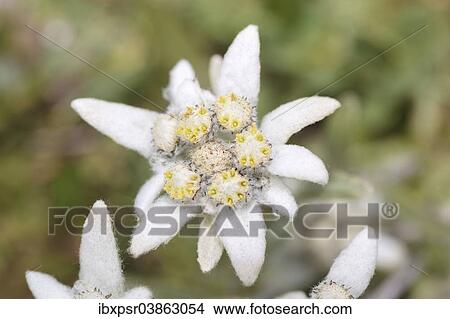 "Edelweiss (Leontopodium nivale), Tyrol, Austria, Europe" View Large Photo Image Picture - "Edelweiss (Leontopodium nivale), Tyrol, Austria, Europe". Fotosearch