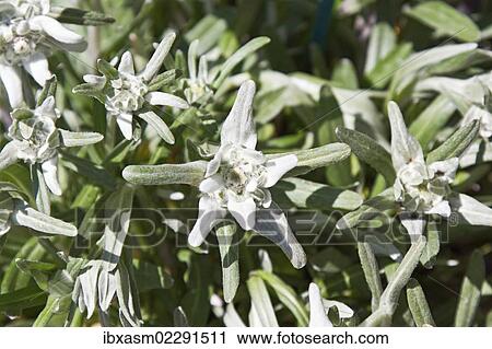 Stock Image - Edelweiss (Leontopodium nivale). Fotosearch