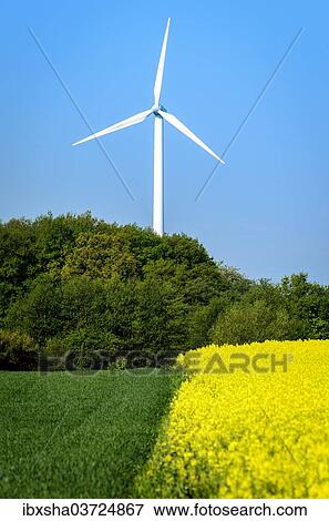 "Edge of a field of blooming canola (Brassica napus), wind turbine, East Holstein, Schleswig-Holstein, Germany, Europe" View Large Photo Image Stock Photo - "Edge of a field of blooming canola (Brassica napus), wind turbine, East Holstein, Schleswig-Holstein, Germany, Europe". Fotosearch