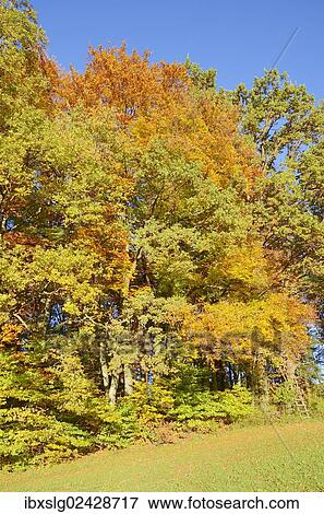 Stock Photo - "Edge of a field with autumn-coloured deciduous trees near Gollenshausen, Chiemgau, Bavaria, Germany, Europe". Fotosearch
