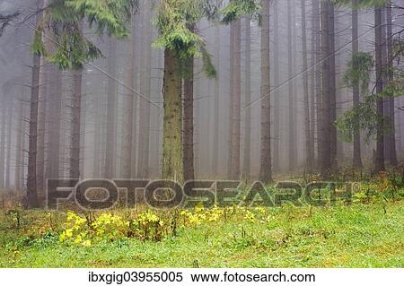 "Edge of the spruce forest, Jeseniky Protected Landscape Area, Jesenik district, Olomoucky region, Czech Republic, Europe" View Large Photo Image Stock Photography - "Edge of the spruce forest, Jeseniky Protected Landscape Area, Jesenik district, Olomoucky region, Czech Republic, Europe". Fotosearch