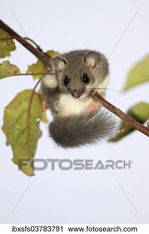 Stock Image - "Edible dormouse (Glis glis) on an apple branch, Hesse, Germany, Europe". Fotosearch