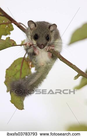"Edible dormouse (Glis glis) on an apple branch, Hesse, Germany, Europe" View Large Photo Image Stock Image - "Edible dormouse (Glis glis) on an apple branch, Hesse, Germany, Europe". Fotosearch