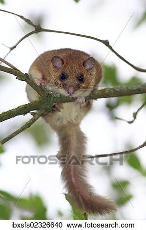 "Edible dormouse or fat dormouse (Glis glis) perched on the branch of a tree, Solms, Hesse, Germany, Europe" View Large Photo Image Stock Image - "Edible dormouse or fat dormouse (Glis glis) perched on the branch of a tree, Solms, Hesse, Germany, Europe". Fotosearch
