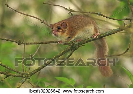 Stock Image - "Edible dormouse or fat dormouse (Glis glis) perched on branches of a tree, Solms, Hesse, Germany, Europe". Fotosearch