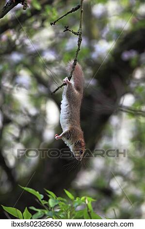 Stock Image - "Edible dormouse or fat dormouse (Glis glis) hanging upside down on a twig, Solms, Hesse, Germany, Europe". Fotosearch