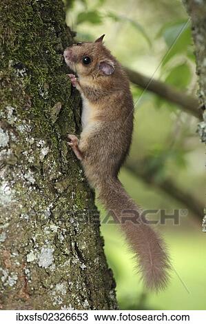 Stock Image - "Edible dormouse or fat dormouse (Glis glis) clinging to a tree trunk, Solms, Hesse, Germany, Europe". Fotosearch