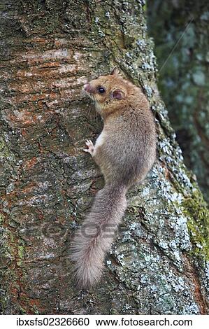 "Edible dormouse or fat dormouse (Glis glis) clinging to a tree trunk, Solms, Hesse, Germany, Europe" View Large Photo Image Stock Image - "Edible dormouse or fat dormouse (Glis glis) clinging to a tree trunk, Solms, Hesse, Germany, Europe". Fotosearch