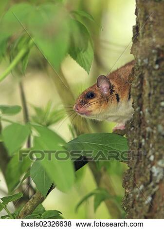 "Edible dormouse or fat dormouse (Glis glis) perched on a tree, Solms, Hesse, Germany, Europe" View Large Photo Image Stock Photo - "Edible dormouse or fat dormouse (Glis glis) perched on a tree, Solms, Hesse, Germany, Europe". Fotosearch