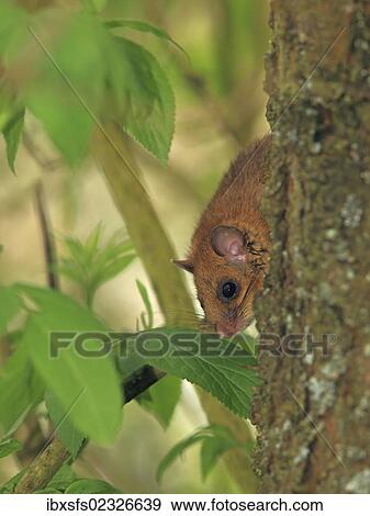 Stock Photo - "Edible dormouse or fat dormouse (Glis glis) perched on a tree, Solms, Hesse, Germany, Europe". Fotosearch