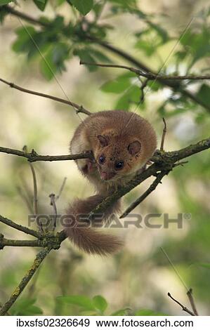 "Edible dormouse or fat dormouse (Glis glis) perched on branches of a tree, Solms, Hesse, Germany, Europe" View Large Photo Image Stock Photo - "Edible dormouse or fat dormouse (Glis glis) perched on branches of a tree, Solms, Hesse, Germany, Europe". Fotosearch