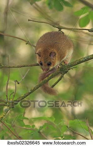 "Edible dormouse or fat dormouse (Glis glis) perched on branches of a tree, Solms, Hesse, Germany, Europe" View Large Photo Image Stock Photography - "Edible dormouse or fat dormouse (Glis glis) perched on branches of a tree, Solms, Hesse, Germany, Europe". Fotosearch