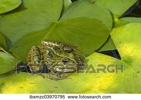 "Edible Frog (Pelophylax esculentus) on a lily pad, Bavaria, Germany, Europe" View Large Photo Image Stock Photography - "Edible Frog (Pelophylax esculentus) on a lily pad, Bavaria, Germany, Europe". Fotosearch