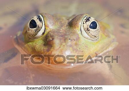 "Edible Frog (Pelophylax kl. Esculentus), North Hesse, Hesse, Germany, Europe" View Large Photo Image Picture - "Edible Frog (Pelophylax kl. Esculentus), North Hesse, Hesse, Germany, Europe". Fotosearch
