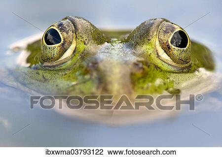 "Edible Frog (Pelophylax kl. Esculentus), North Hesse, Hesse, Germany, Europe" View Large Photo Image Stock Image - "Edible Frog (Pelophylax kl. Esculentus), North Hesse, Hesse, Germany, Europe". Fotosearch